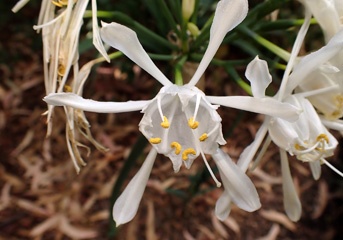 P3154792a.jpg